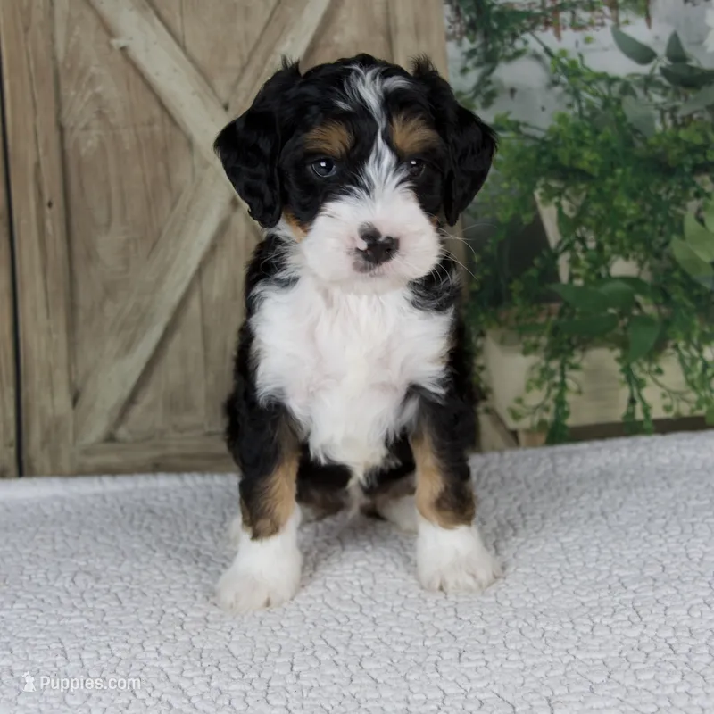 Travis – Miniature Bernedoodle puppy for sale in Millersburg, OH