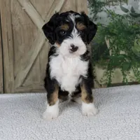 Travis, a male Miniature Bernedoodle for sale in Millersburg, OH – 1 of 5