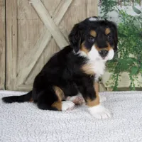 Esme, a female Bernese Mountain Dog for sale in Millersburg, OH – 4 of 8