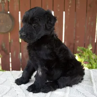 Tiffany, a female Giant Schnauzer for sale in Millersburg, OH – 6 of 10