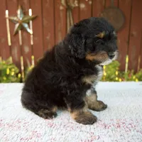 Nehemiah, a male Miniature Bernedoodle for sale in Millersburg, OH – 5 of 8