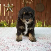 Nehemiah, a male Miniature Bernedoodle for sale in Millersburg, OH – 4 of 8