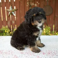 Nehemiah, a male Miniature Bernedoodle for sale in Millersburg, OH – 2 of 8