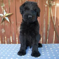 Austin, a male Giant Schnauzer for sale in Millersburg, OH – 4 of 5