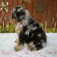Nicki, a male Miniature Bernedoodle for sale in Millersburg, OH – 3 of 9