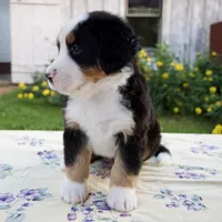 Sara Beth, a female Bernese Mountain Dog for sale in Millersburg, OH – 5 of 6