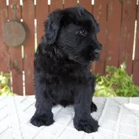 Travis, a male Giant Schnauzer for sale in Millersburg, OH – 4 of 10