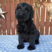 Alice, a female Giant Schnauzer for sale in Millersburg, OH – 5 of 7