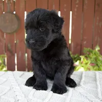 Tiffany, a female Giant Schnauzer for sale in Millersburg, OH – 4 of 10