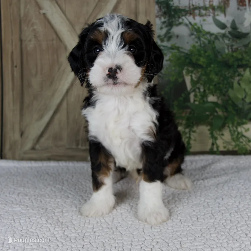 Triston – Miniature Bernedoodle puppy for sale in Millersburg, OH