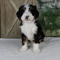 Triston, a male Miniature Bernedoodle for sale in Millersburg, OH – 1 of 5