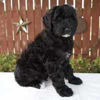 Matthias, a male Schnoodle for sale in Millersburg, OH – 5 of 8