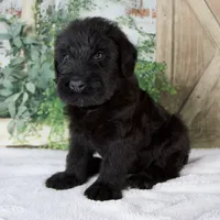 Kendrick, a male Giant Schnauzer for sale in Millersburg, OH – 2 of 7