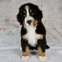 Renae, a male Bernese Mountain Dog for sale in Millersburg, OH – 2 of 6