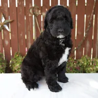 Melody, a female Schnoodle for sale in Millersburg, OH – 7 of 8