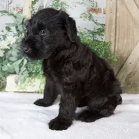 Kate , a female Giant Schnauzer for sale in Millersburg, OH – 4 of 8