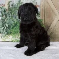Kate , a female Giant Schnauzer for sale in Millersburg, OH – 3 of 8