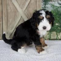 Tyler, a male Miniature Bernedoodle for sale in Millersburg, OH – 2 of 6