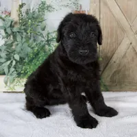 Kate , a female Giant Schnauzer for sale in Millersburg, OH – 5 of 8