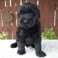 Theodore, a male Giant Schnauzer for sale in Millersburg, OH – 4 of 8