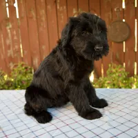Olivia, a female Giant Schnauzer for sale in Millersburg, OH – 4 of 6