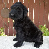 Teresa, a female Giant Schnauzer for sale in Millersburg, OH – 4 of 10