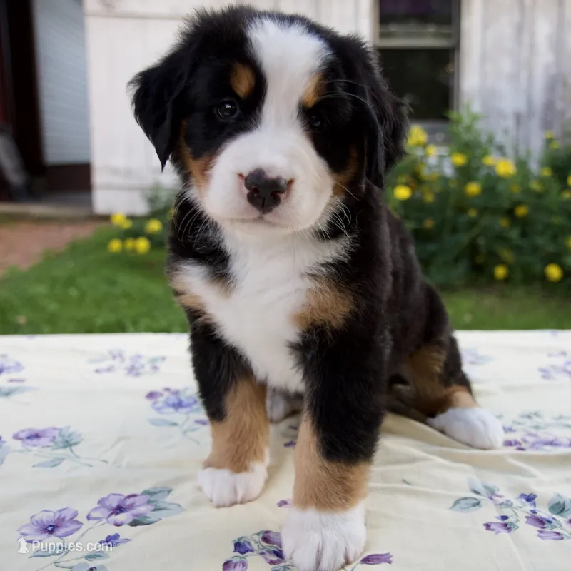 Sally – Bernese Mountain Dog puppy for sale in Millersburg, OH
