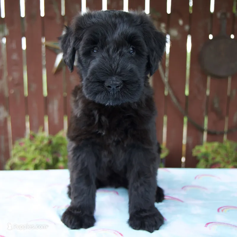 Lorraine – Giant Schnauzer puppy for sale in Millersburg, OH