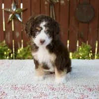 Nicole, a female Miniature Bernedoodle for sale in Millersburg, OH – 5 of 7
