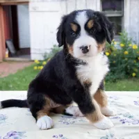 Shyann, a female Bernese Mountain Dog for sale in Millersburg, OH – 2 of 6