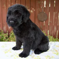 Rhonda, a female Giant Schnauzer for sale in Millersburg, OH – 2 of 5