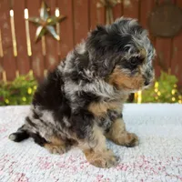 Nicki, a male Miniature Bernedoodle for sale in Millersburg, OH – 8 of 9
