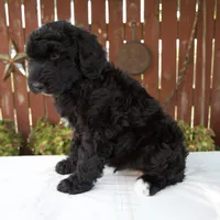 Matthias, a male Schnoodle for sale in Millersburg, OH – 6 of 8