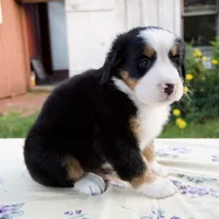Sara Beth, a female Bernese Mountain Dog for sale in Millersburg, OH – 2 of 6