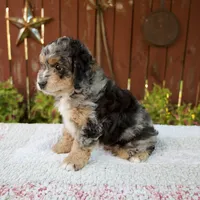 Nate, a male Miniature Bernedoodle for sale in Millersburg, OH – 6 of 8