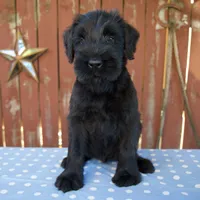 Anita, a female Giant Schnauzer for sale in Millersburg, OH – 1 of 5