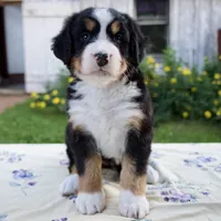 Shyann, a female Bernese Mountain Dog for sale in Millersburg, OH – 1 of 6