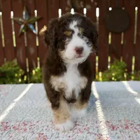Nicole, a female Miniature Bernedoodle for sale in Millersburg, OH – 4 of 7