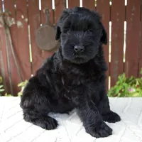 Theodore, a male Giant Schnauzer for sale in Millersburg, OH – 2 of 8