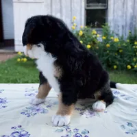 Sandra, a female Bernese Mountain Dog for sale in Millersburg, OH – 3 of 6