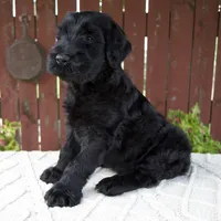 Tyler, a male Giant Schnauzer for sale in Millersburg, OH – 2 of 9