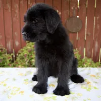 Rachelle, a female Giant Schnauzer for sale in Millersburg, OH – 5 of 7