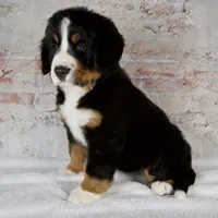 Renae, a male Bernese Mountain Dog for sale in Millersburg, OH – 5 of 6