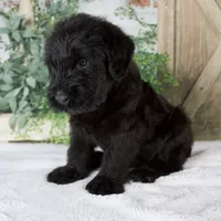 Kendrick, a male Giant Schnauzer for sale in Millersburg, OH – 3 of 7