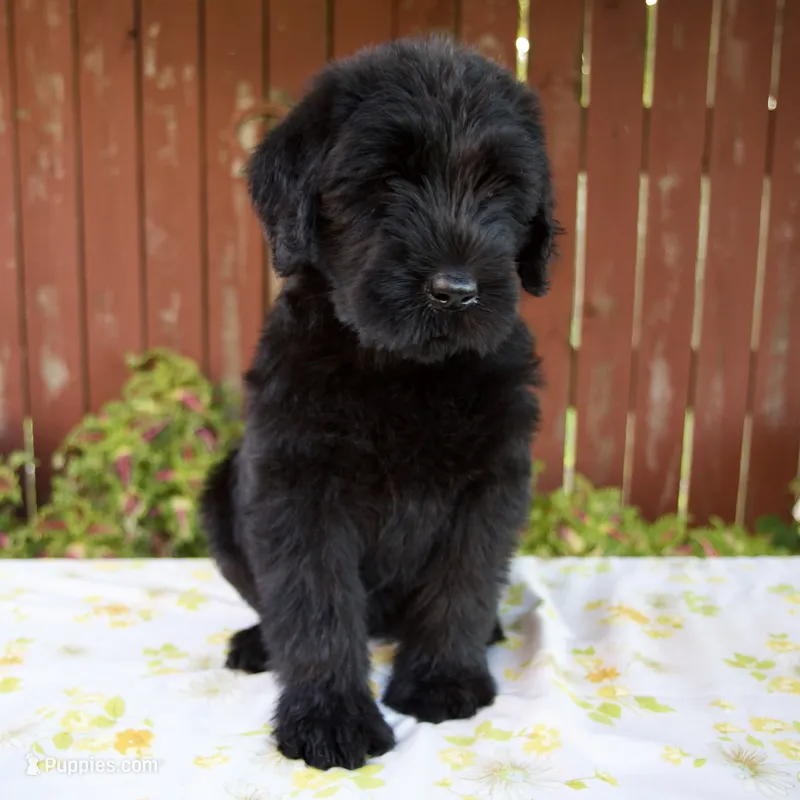Rhonda – Giant Schnauzer puppy for sale in Millersburg, OH