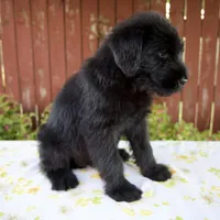 Rachelle, a female Giant Schnauzer for sale in Millersburg, OH – 2 of 7