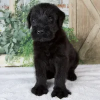 Kenny, a male Giant Schnauzer for sale in Millersburg, OH – 5 of 8