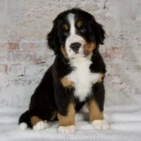 Renae, a male Bernese Mountain Dog for sale in Millersburg, OH – 4 of 6