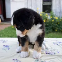 Shyann, a female Bernese Mountain Dog for sale in Millersburg, OH – 6 of 6