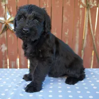 Alice, a female Giant Schnauzer for sale in Millersburg, OH – 3 of 7